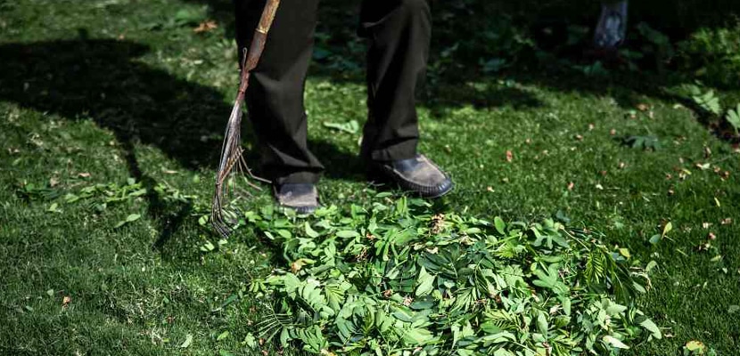 Jardinero con rastrillo recogiendo hojas